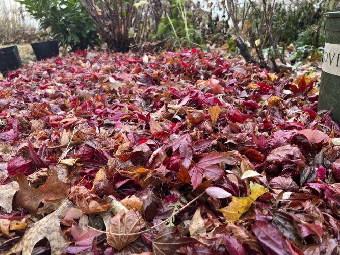 Gardening can be a four-season labor of love. Here’s a look at some winter tasks